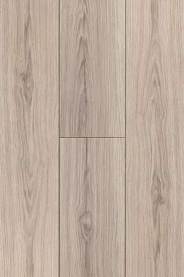 ДУБ ГАЛЬСКИЙ