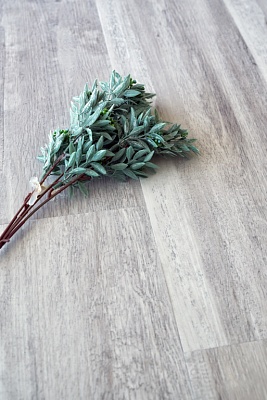 Дуб Полярный